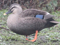 Eastern Spot-billed Duck